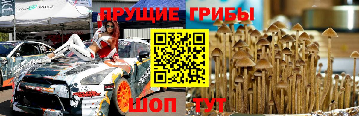 Галлюциногенные грибы MAGIC MUSHROOMS  Вход с VPN  Конаково  продажа наркотиков  Галлюциногенные грибы мицелий 
